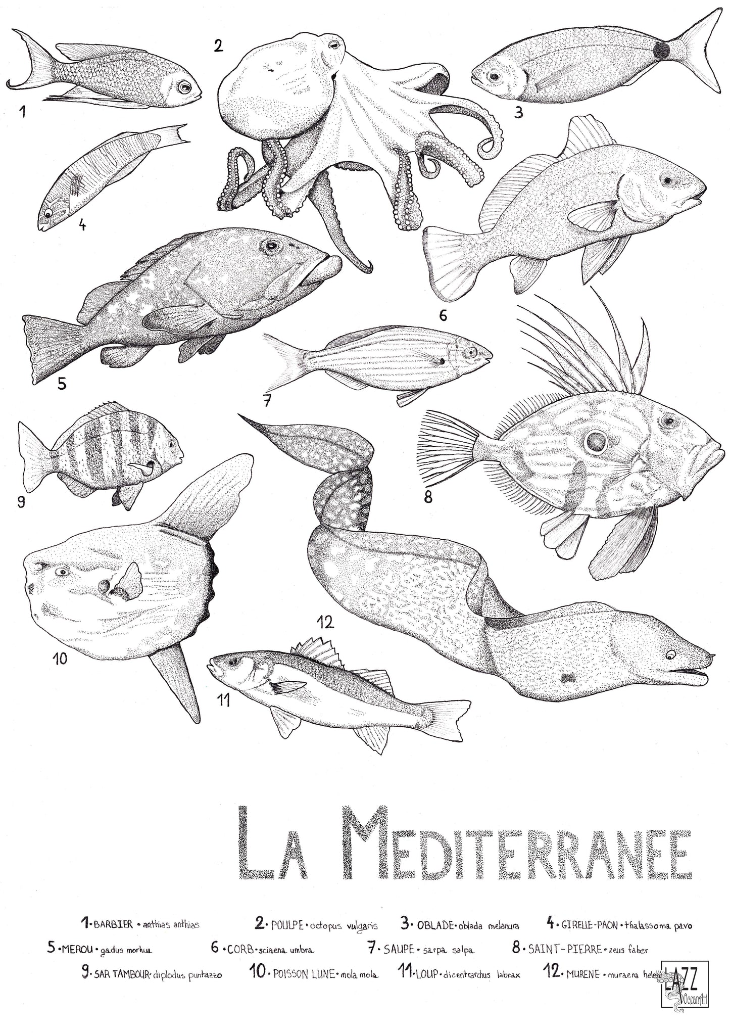 Créatures de Méditerranée