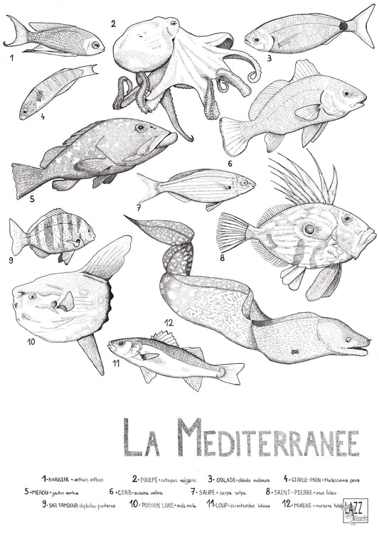 Créatures de Méditerranée