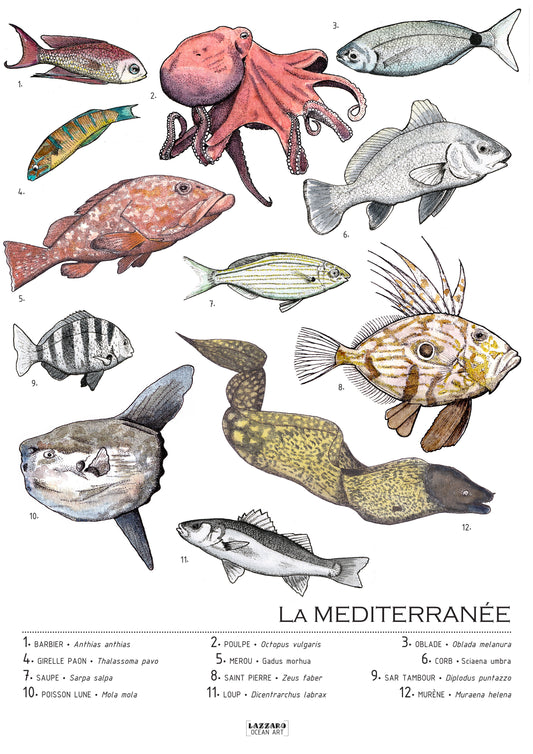 Créatures de Méditerranée - couleurs