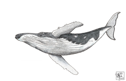 Baleine à bosse - Carte postale