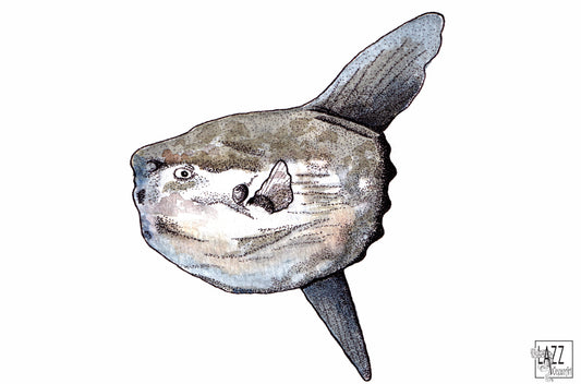 Poisson lune - Carte postale